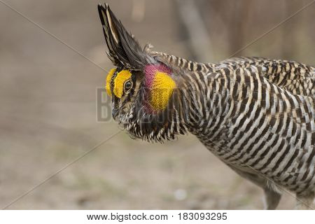 A booming and displaying Greater Prairie Chicken