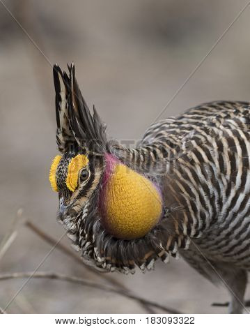 A Displaying and Booming Greater Prairie Chicken