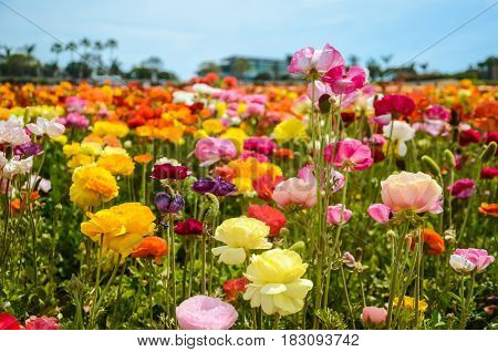 Colorful Ranunculus fields in Carlsbad California USA