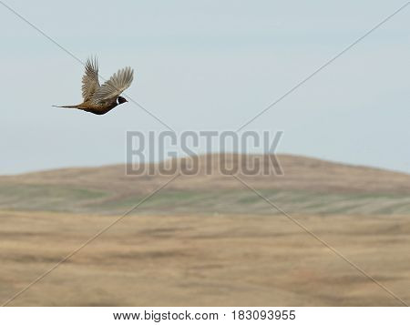A rooster Pheasant in flight in North Dakota