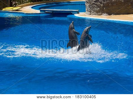 dolphins frolic in the blue clear water selective focus