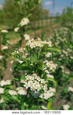 Blossom of Aronia melanocarpa branches in fruit orchard