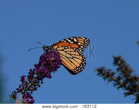 Butterfly 009