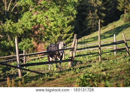 Cows at a mountain flank on a pasture in summer. Corral with cows at mountains. Pasturage of livestock on a mountain hill.