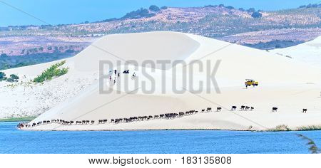 Muine, Vietnam - March 30th, 2017: Cows migrate through the white sand hills at noon in the amazement of visitors are visiting the landscape in Muine, Vietnam