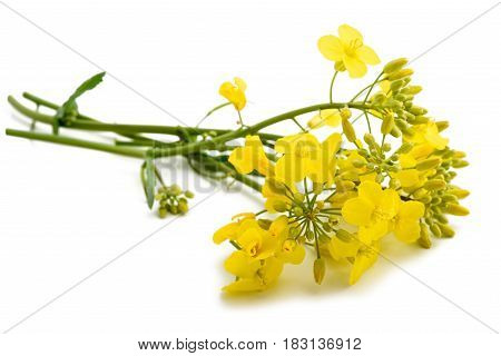 Colza (brassica Napus )