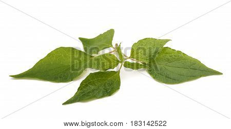 Pellitory (Parietaria officinalis) sprig isolated on white background
