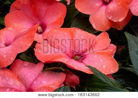 Dipladenia Mandevilla In Bloom In Spring