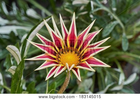 garzania flower in bloom in the garden in spring