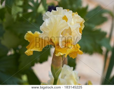 Iris Gladiolus In Bloom In The Garden