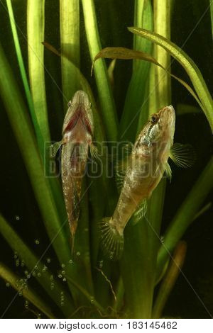 Spawning and mating of Chinese sleeper Perccottus glenii fresh water fish
