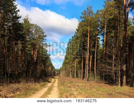 Spring Landscape In The Pine Forest During The Day