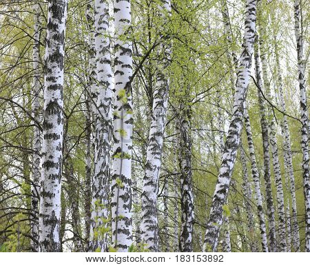 Trunks of birch trees in forest / birches in sunlight in spring / birch trees in bright sunshine / birch trees with white bark / beautiful landscape with white birches