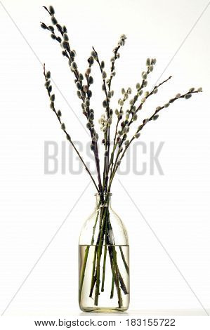 Snowdrop