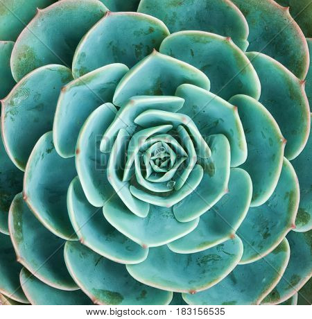arrangement of the succulents or cactus succulents overhead or top view