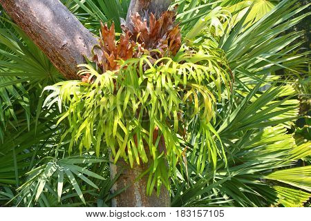Platycerium Fern On Tree