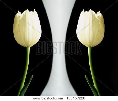white tulips on a white and black background