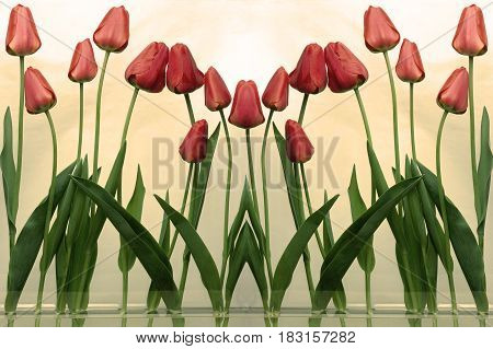 the a red tulips on light background