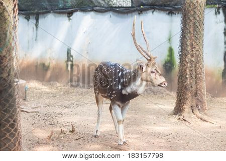 The chital or cheetal also known as spotted deer or axis deer that live in the zoo of thailand