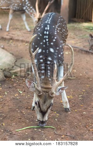 The chital or cheetal also known as spotted deer or axis deer that live in the zoo of thailand