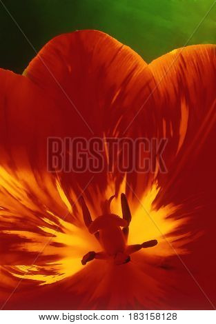 a red tulips on a green background