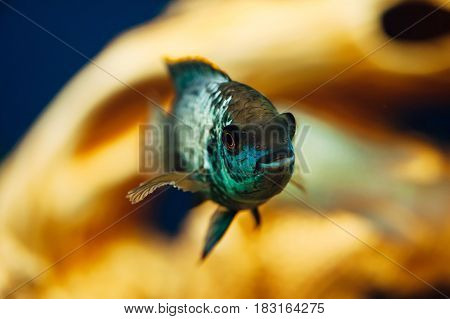 Nannacara. Blue fish in the background of a decorative ship. Ceramics. Yellow.