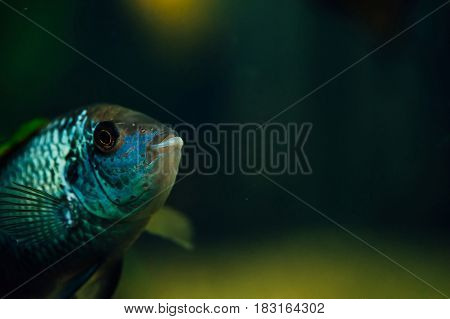 Nannacara. Blue fish on a dark background. Aquarium