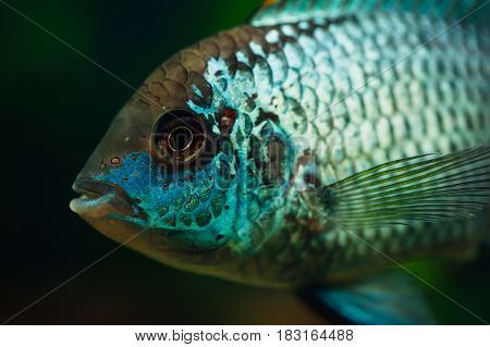 Nannacara. Blue fish on a dark background.