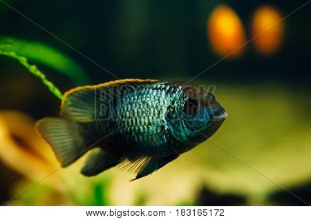 Nannacara. Azure fish in a home aquarium.