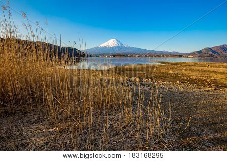 Mountain Fuji And Lake Kawaguchiko With Yellow Grass