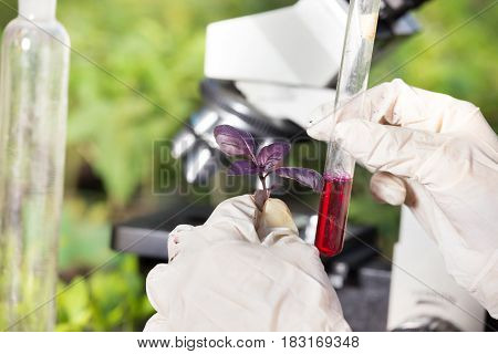 Biologist Holding Red Basil Sprout And Test Tube