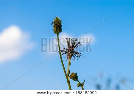Closeup To Dried Gold Beard Grass/ Chrysopogon Aciculatus (retz.) Trin./ Poaceae/ Gramineae