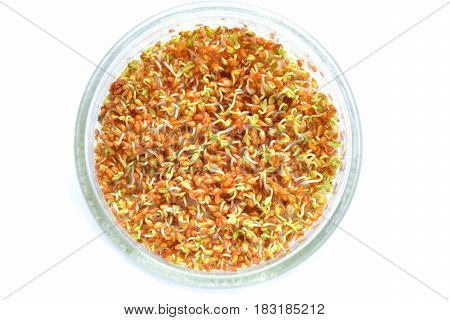 Sprouting seeds of garden cress in glass bowl