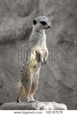 Suricate On A Rock