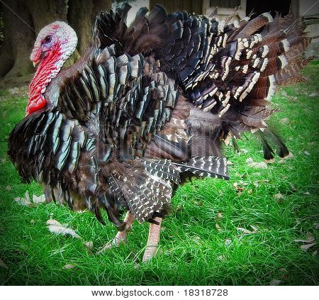 Turkei