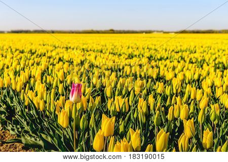 One red-white flowering tulip bloom on the edge of a large flower bed with only yellow tulips at a specialized Dutch bulb grower. It is early in the morning on a sunny day in the beginning of the spring season in the Netherlands.