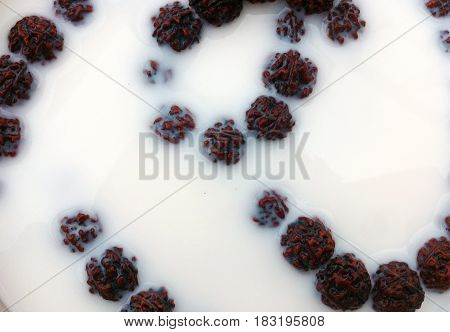 Rudraksha seeds in milk. Ritual ablution of the beads