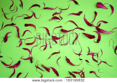 Repeatable petals in red on a green background