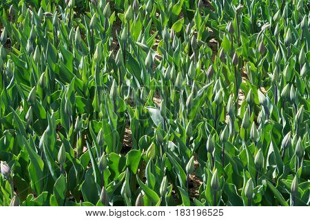 Lot of untapped tulips in the garden