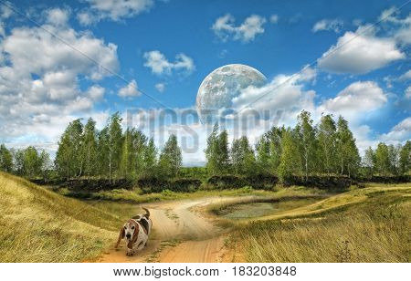 A Dog Basset Hound Runs Along A Rural Road