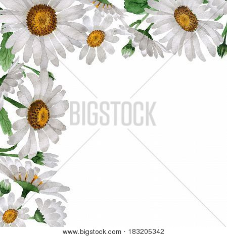 Wildflower chamomile flower frame in a watercolor style isolated. Full name of the plant: chamomile, daisy wheel .Aquarelle wild flower for background, texture, wrapper pattern, frame or border.