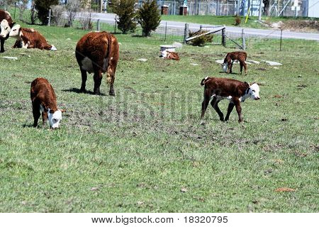 Hereford Calves