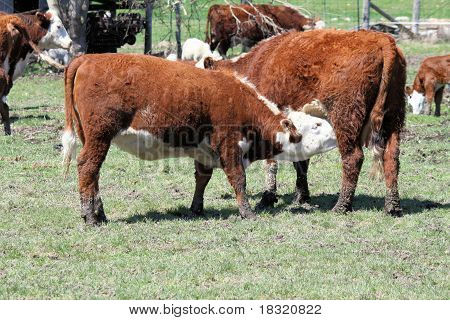 Hereford  Cow & Heifer