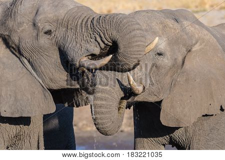 Couple of African Elephant young and adult at waterhole. Wildlife Safari in the Chobe National Park travel destination in Botswana Africa.