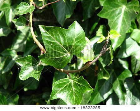 Full screen background of the Ã?edera helix leafs