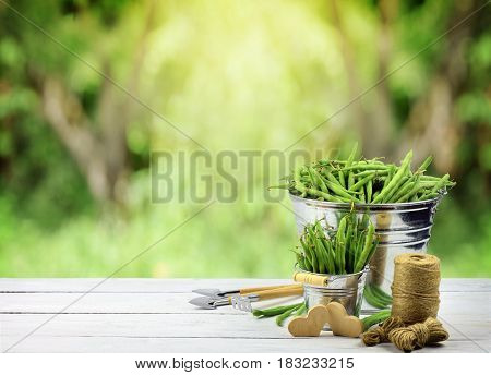 Pods of fresh green peas in buckets and garden tools. Concept. I like healthy food. Hobbi- horticulture. Organic food is my choice.