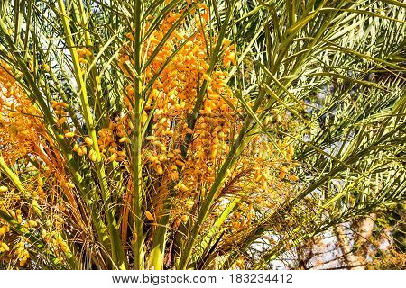 Date Palm laden with dates. Ripe dates on the palm tree
