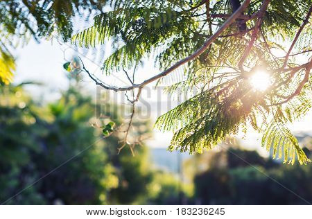 Fresh green leaves on nature framing the sun in the middle and forming rays of light.