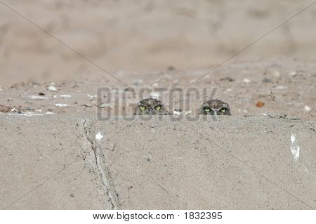 Burrowing gufo