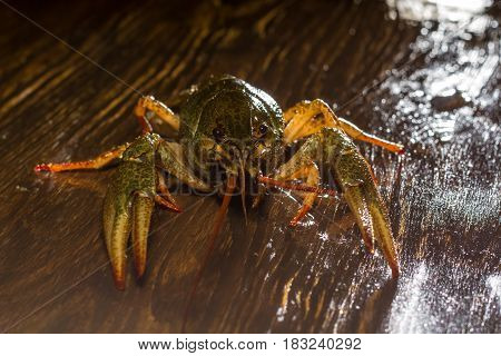 Live Crawfish On A Wooden Board